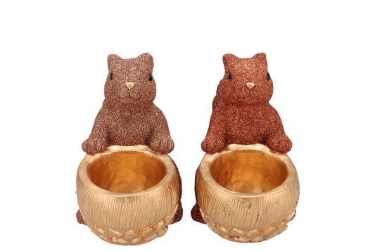 Eekhoorn met dennenappels